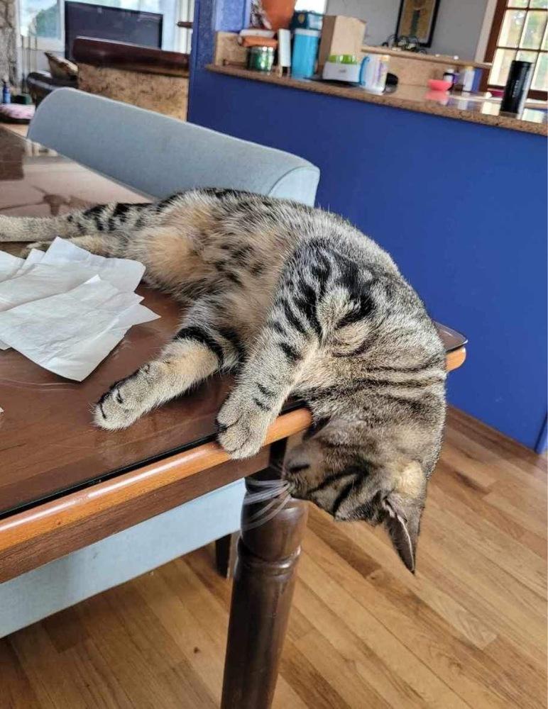 Glinda, Adoptable, Adult Female American Shorthair.