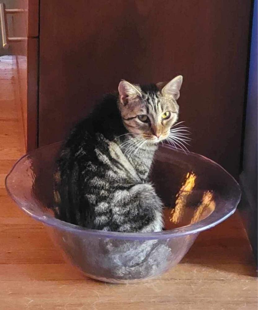 Enlarge Glinda, a Adoptable mixed breed in levittown, NY image 2/4