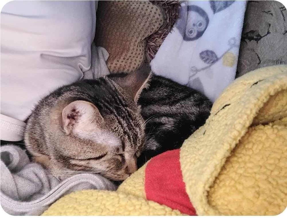 Enlarge Glinda, a Adoptable mixed breed in levittown, NY image 3/4