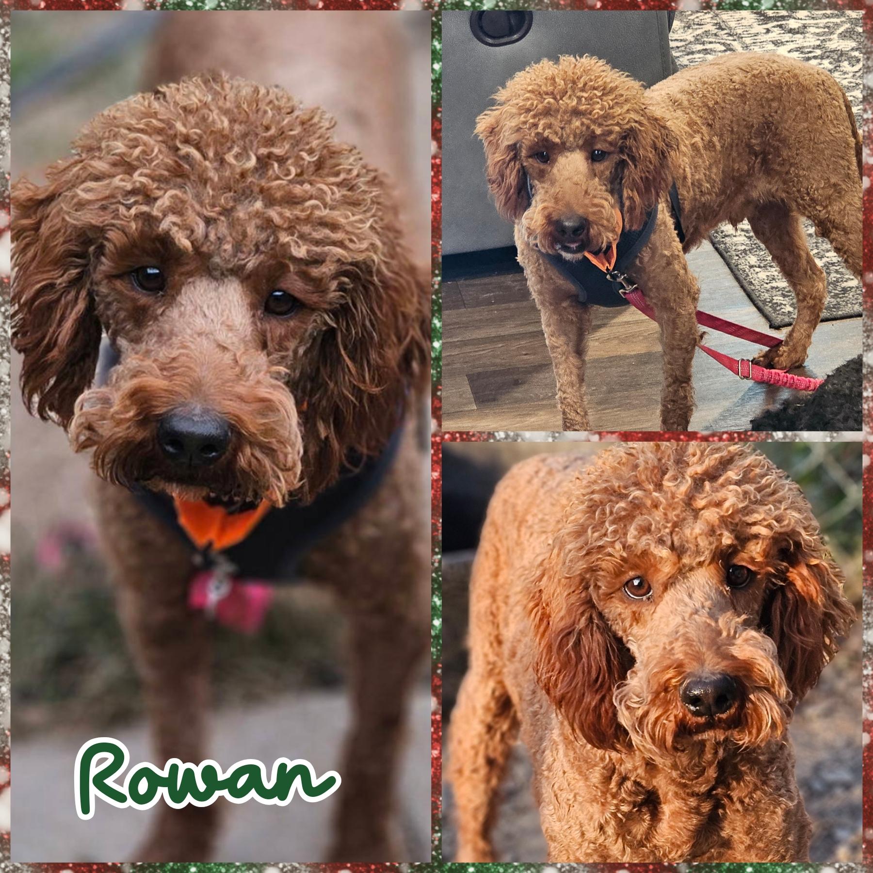 Enlarge Rowan, a Adoptable mixed breed in Blacksburg, SC image 1/1