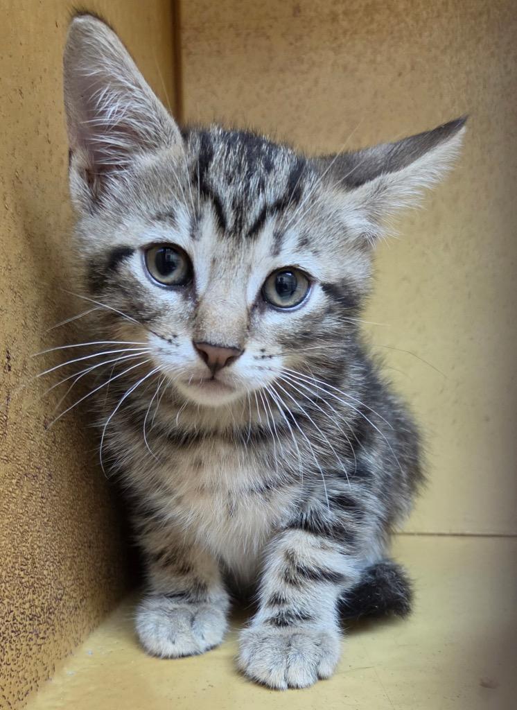 Dodge, Adoptable, Kitten Male Domestic Short Hair.