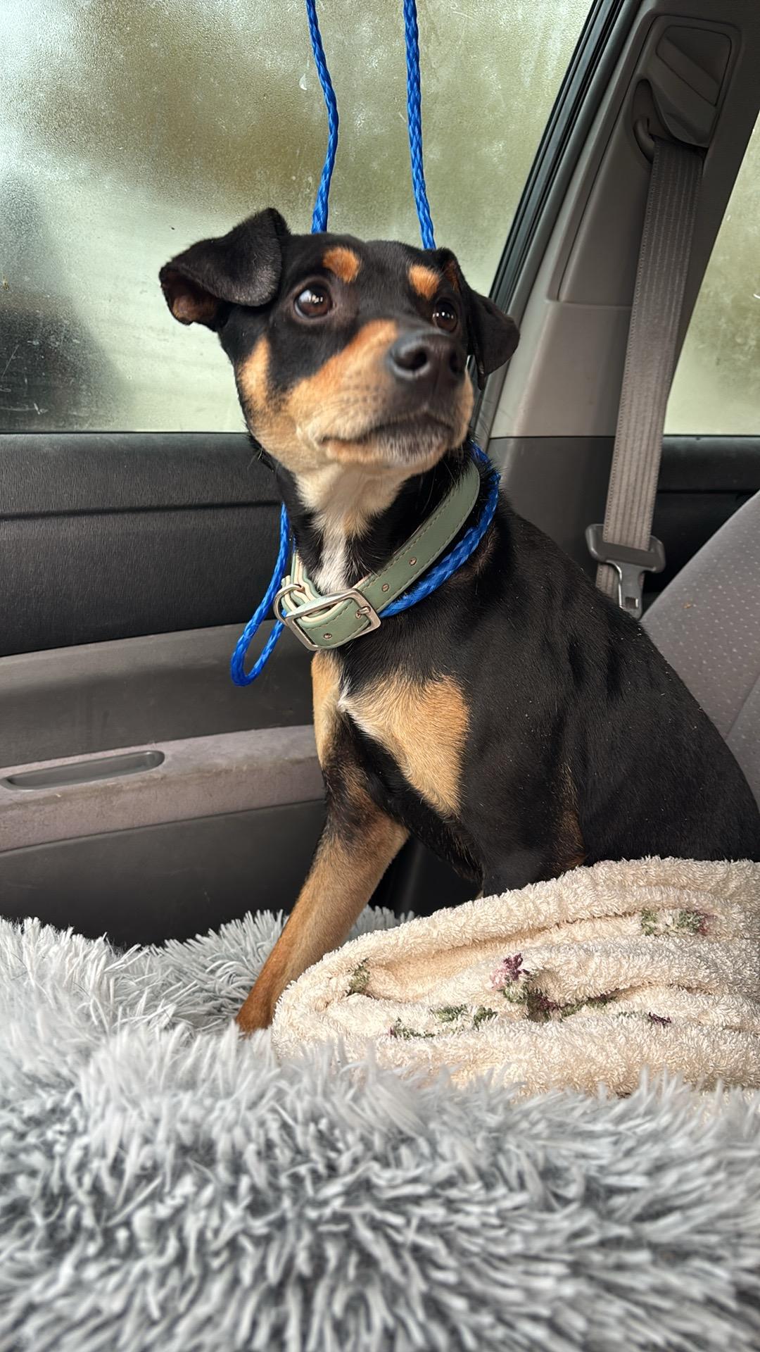 Enlarge Lucky, an adopted mixed breed in Arcadia, FL image 1/3