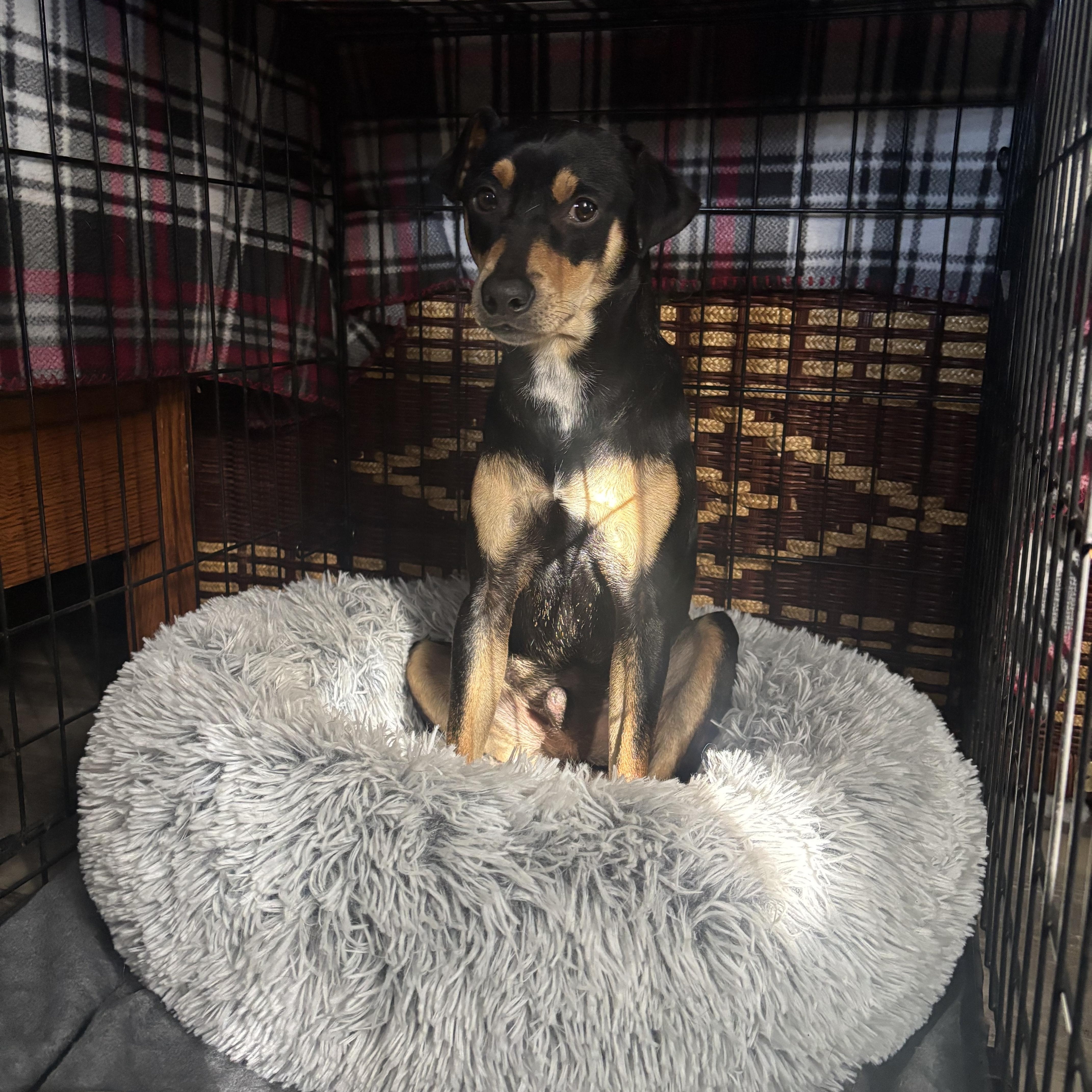 Enlarge Lucky, an adopted mixed breed in Arcadia, FL image 3/3