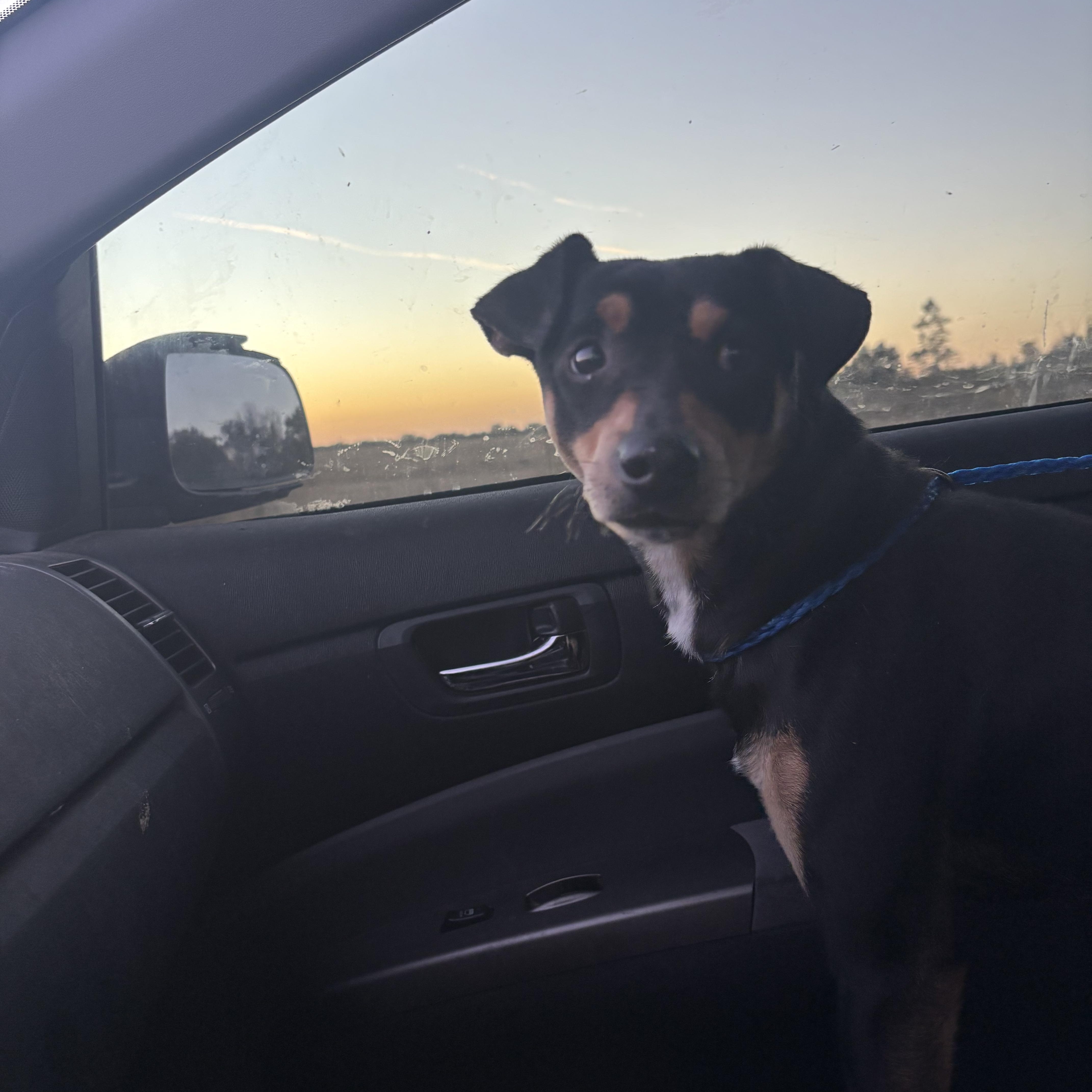 Enlarge Lucky, an adopted mixed breed in Arcadia, FL image 2/3