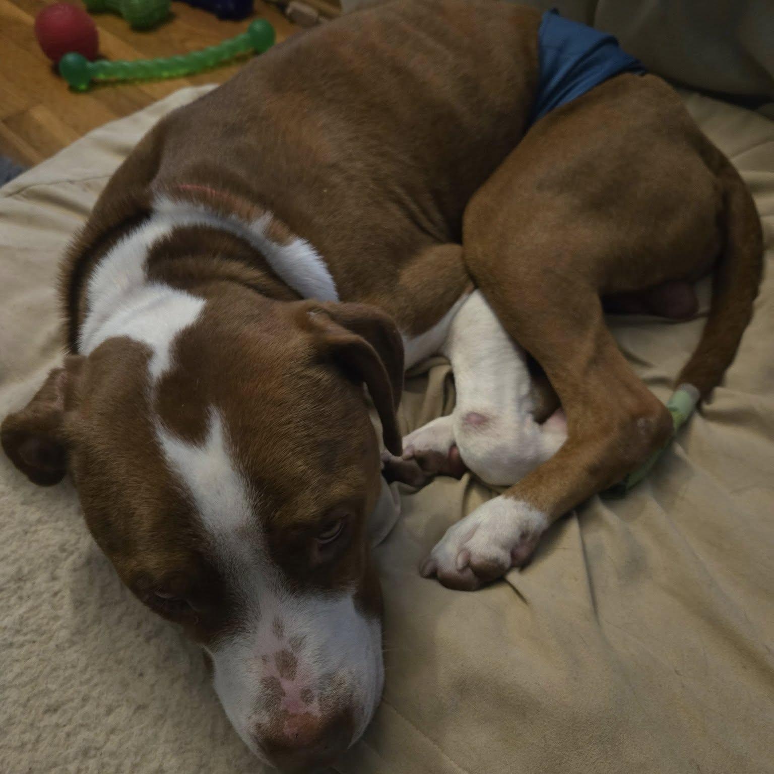 Enlarge Rusty, a ADOPTABLE mixed breed in Grafton, OH image 3/6