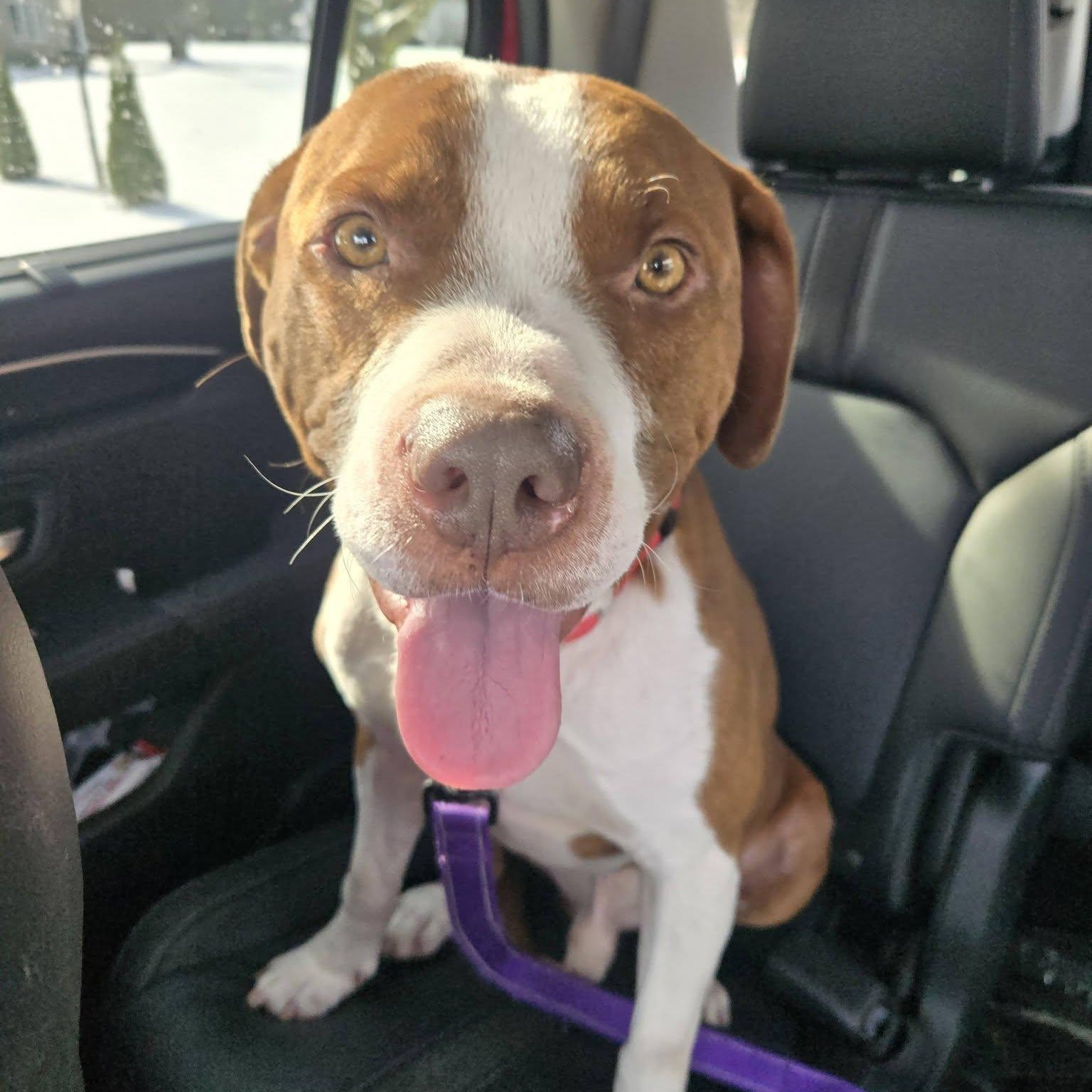 Enlarge Rusty, a ADOPTABLE mixed breed in Grafton, OH image 6/6