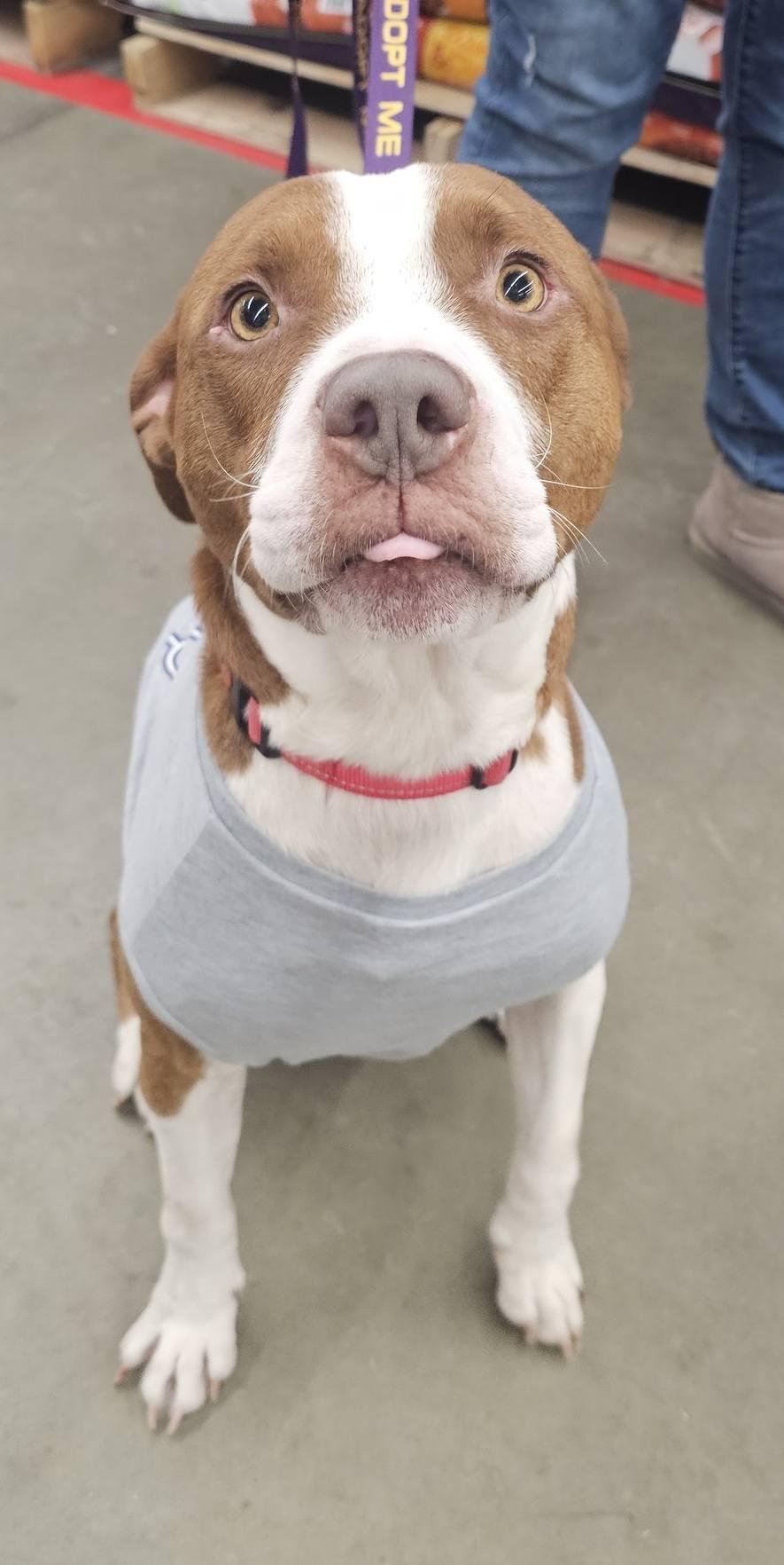 Enlarge Rusty, a ADOPTABLE mixed breed in Grafton, OH image 4/6