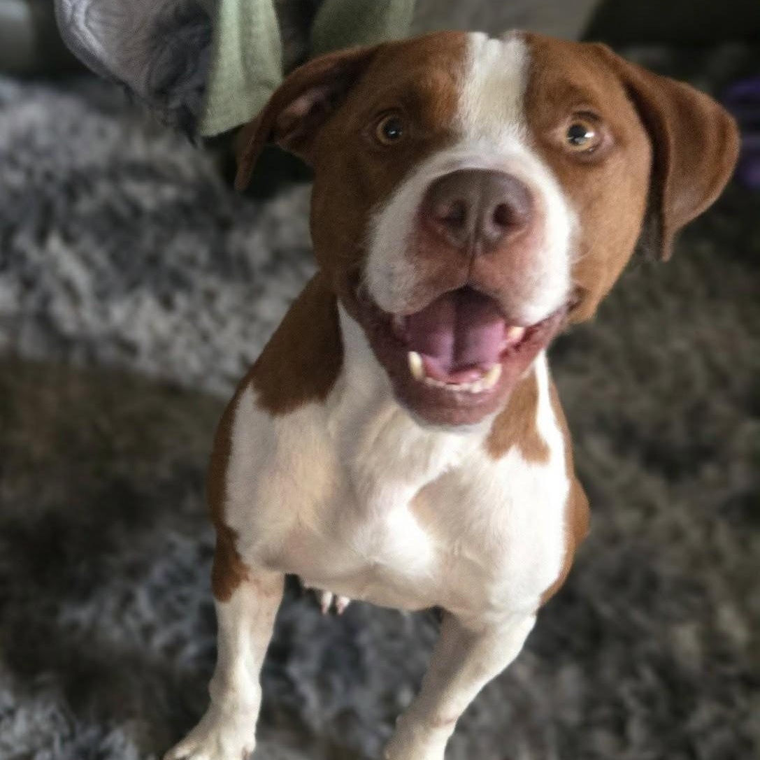 Enlarge Rusty, a ADOPTABLE mixed breed in Grafton, OH image 1/6