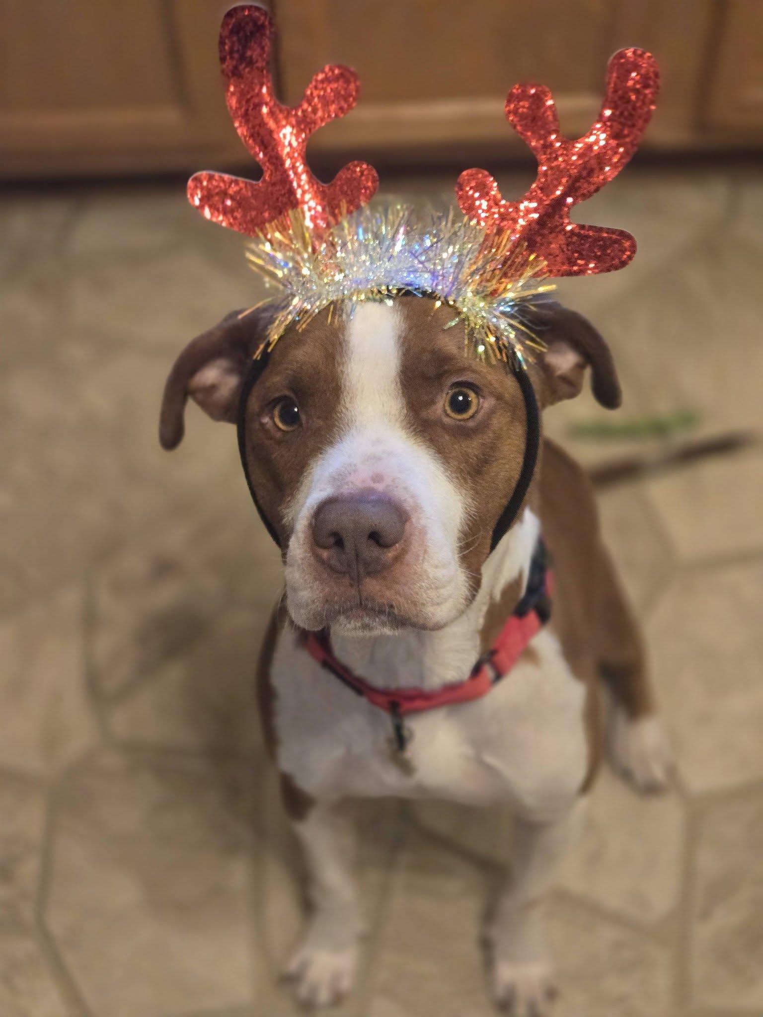 Enlarge Rusty, a ADOPTABLE mixed breed in Grafton, OH image 2/6