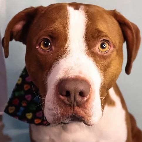 Rusty, ADOPTABLE, Adult Male Hound & Pit Bull Terrier.