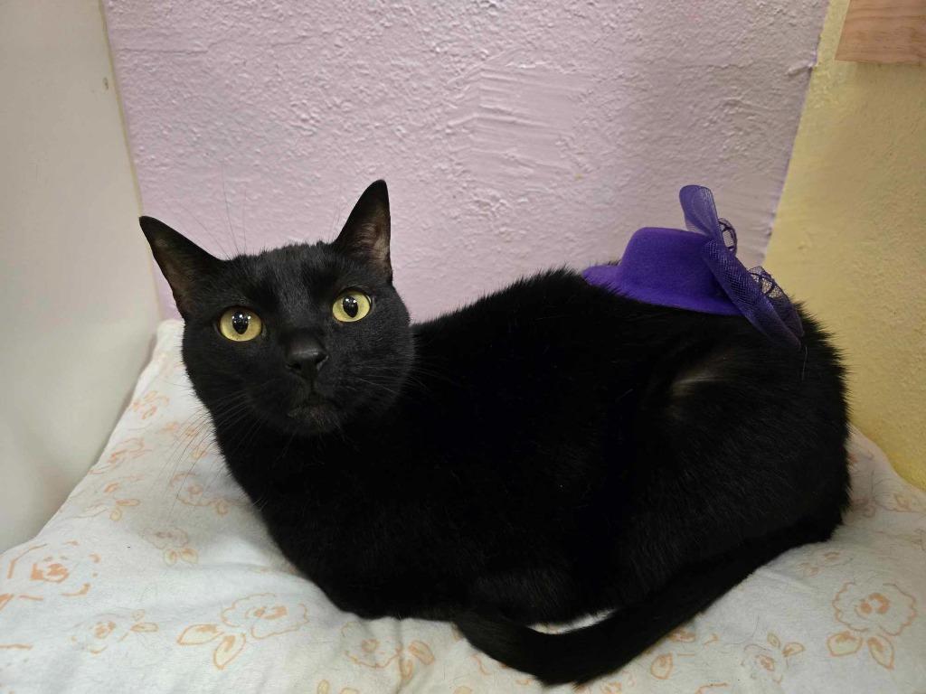 Mack, Adoptable, Adult Male Domestic Short Hair.