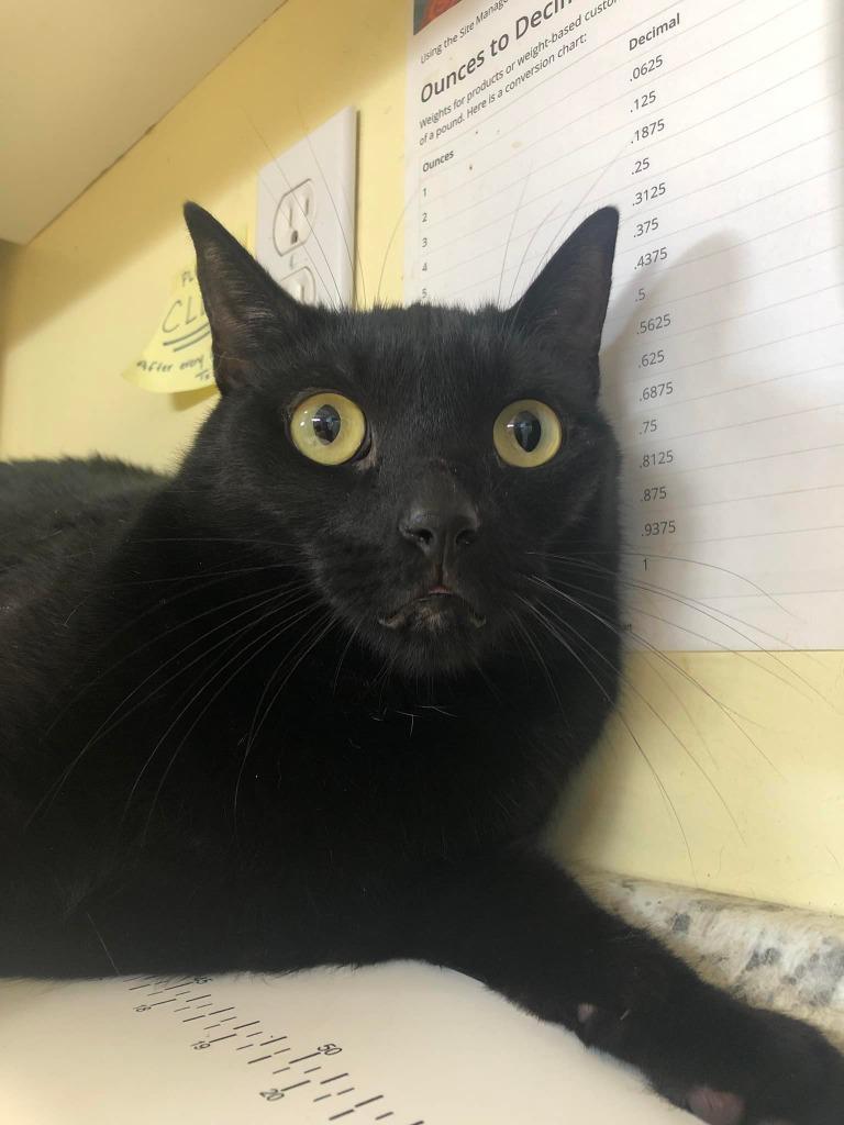 Mack, a Adoptable mixed breed in Sebastian, FL image 2/6