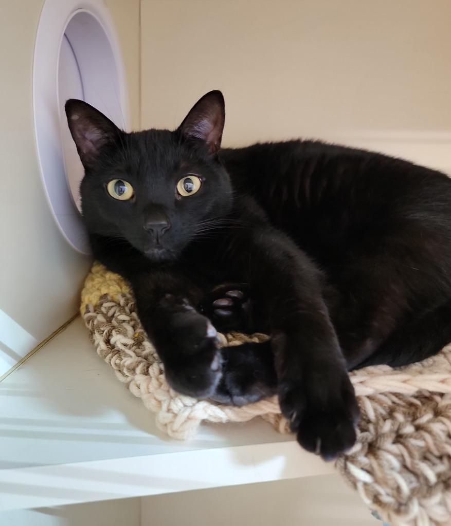 Mack, a Adoptable mixed breed in Sebastian, FL image 3/6