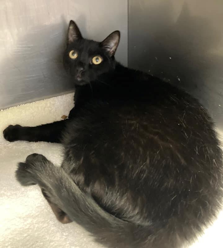 Mack, a Adoptable mixed breed in Sebastian, FL image 4/6