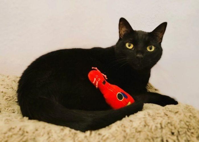 Mack, a Adoptable mixed breed in Sebastian, FL image 5/6