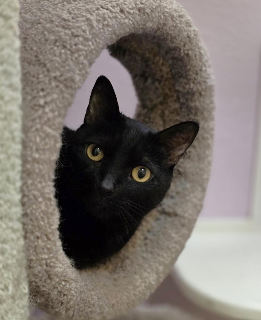 Mack, a Adoptable mixed breed in Sebastian, FL image 6/6