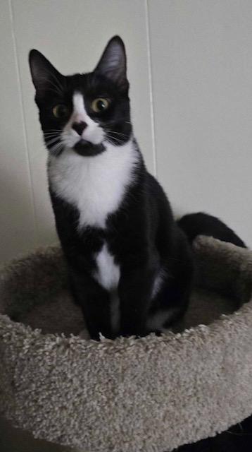 Enlarge Nadja, a Adoptable Domestic Short Hair in Great Falls, MT image 1/2