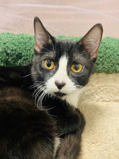 Enlarge Nadja, a Adoptable Domestic Short Hair in Great Falls, MT image 2/2