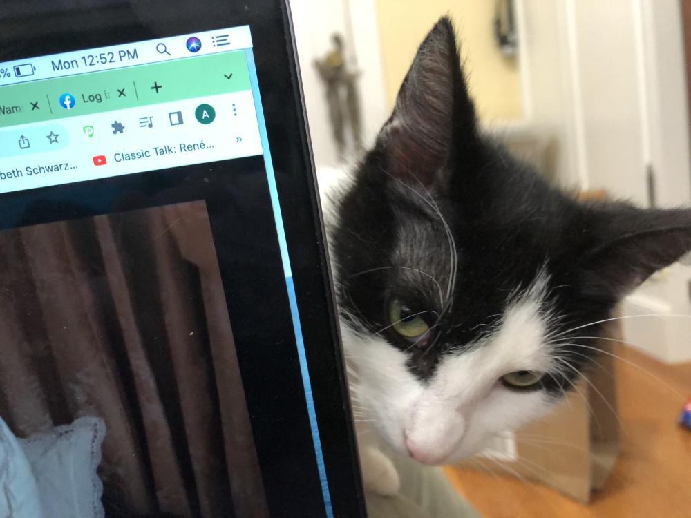 Enlarge Pixi, a Adoptable Domestic Short Hair in Palo Alto, CA image 2/3