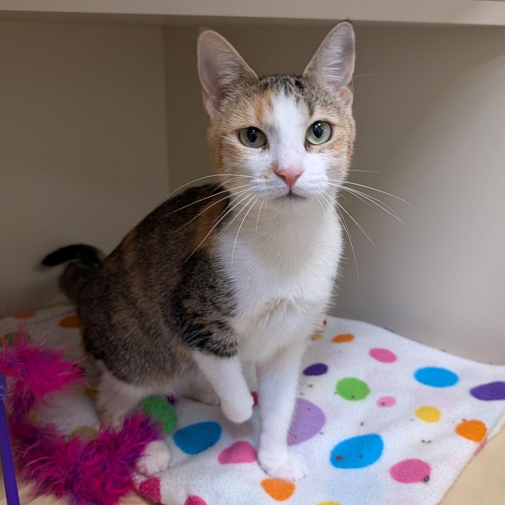 Cedar, a Adoptable Domestic Short Hair in Indiantown, FL image 1/2