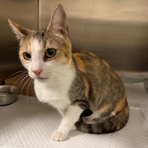 Cedar, a Adoptable Domestic Short Hair in Indiantown, FL image 2/2