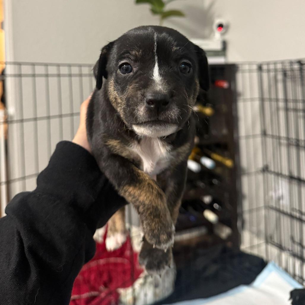 Sage, Adoptable, Puppy Female Mixed Breed.