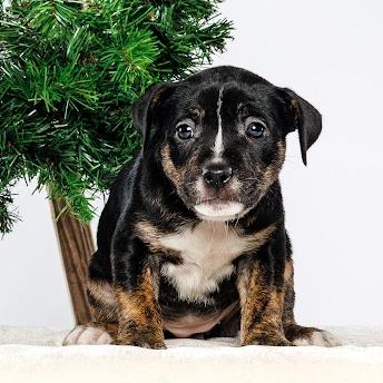 Enlarge Sage, a Adoptable Mixed Breed in Durham, NC image 2/3