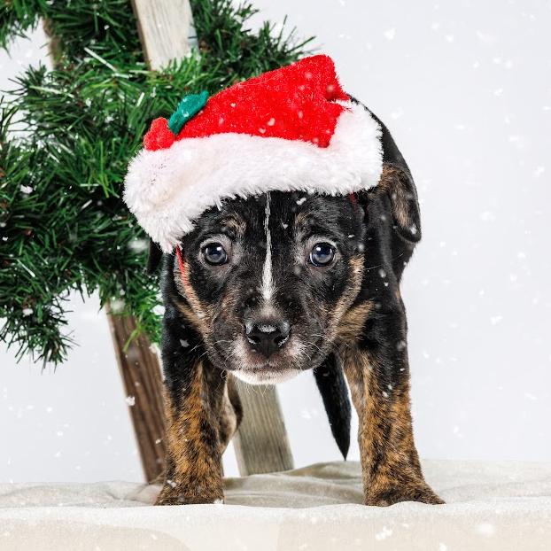 Enlarge Sage, a Adoptable Mixed Breed in Durham, NC image 3/3