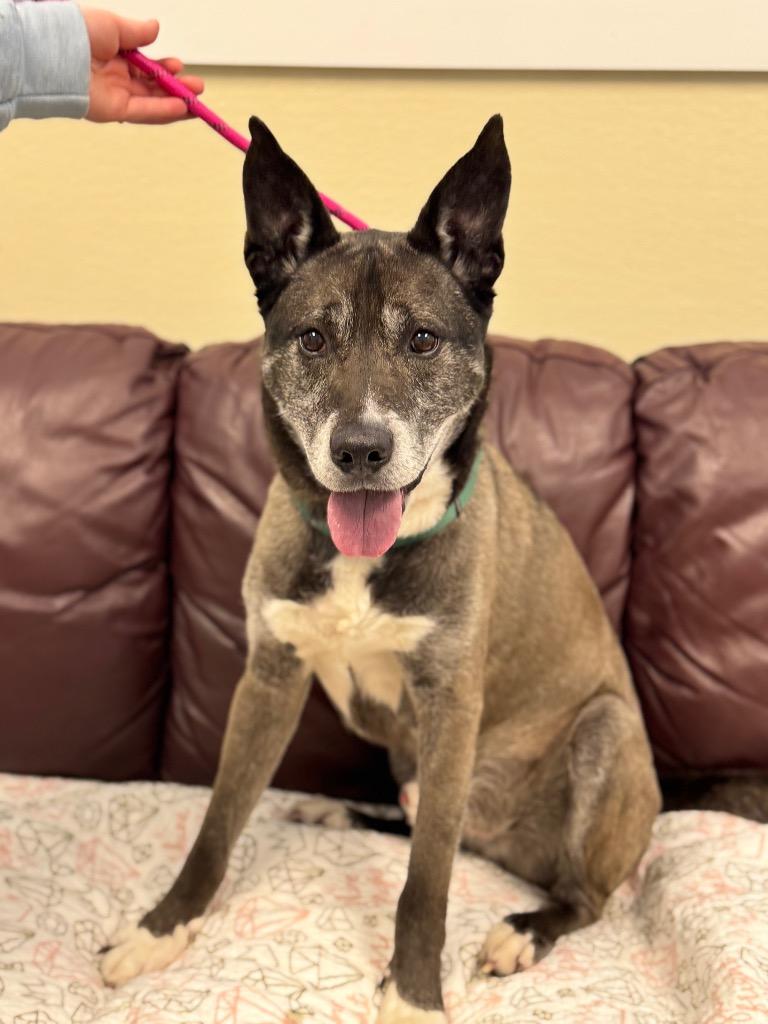 Enlarge Bentley, a Adoptable mixed breed in Liverpool, NY image 1/4