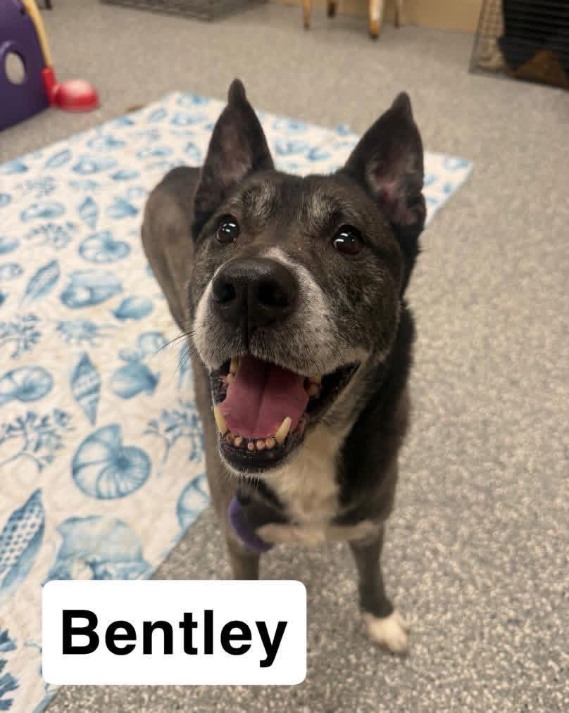 Enlarge Bentley, a Adoptable mixed breed in Liverpool, NY image 2/4