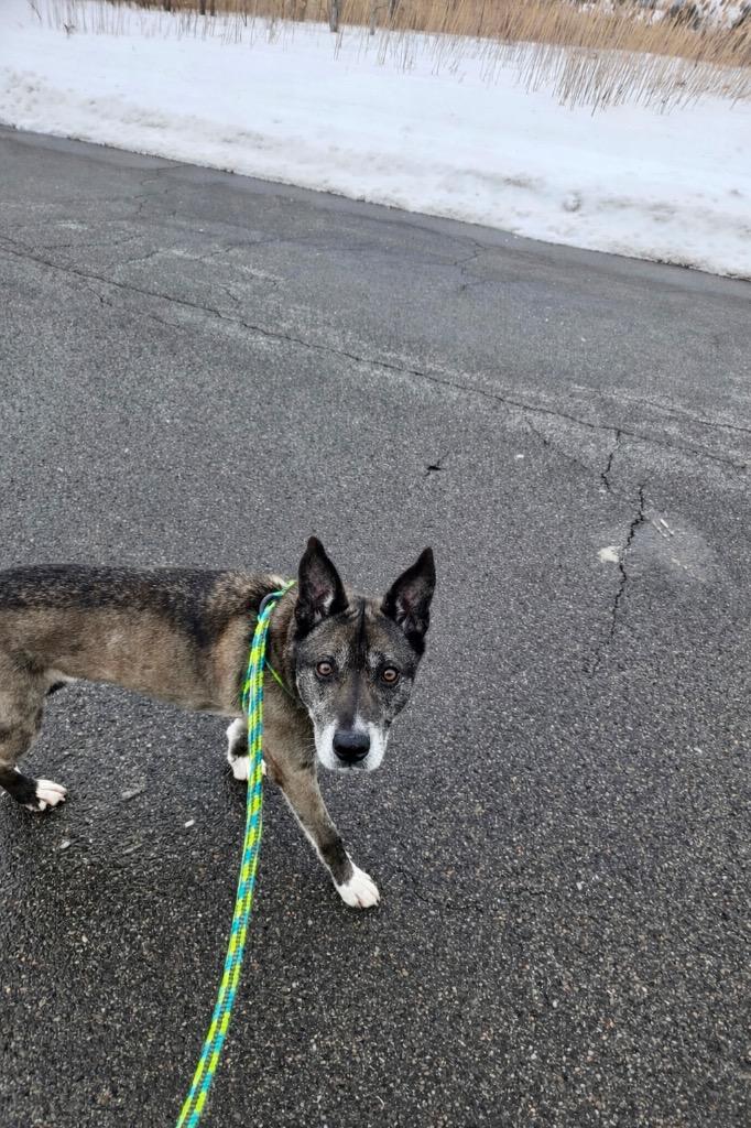 Enlarge Bentley, a Adoptable mixed breed in Liverpool, NY image 4/4