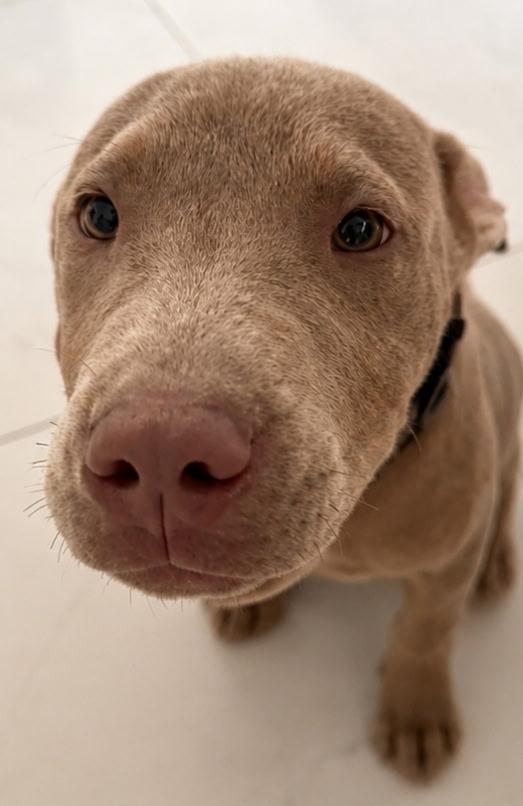 Zara, a ADOPTABLE mixed breed in Lake Worth, FL image 3/5