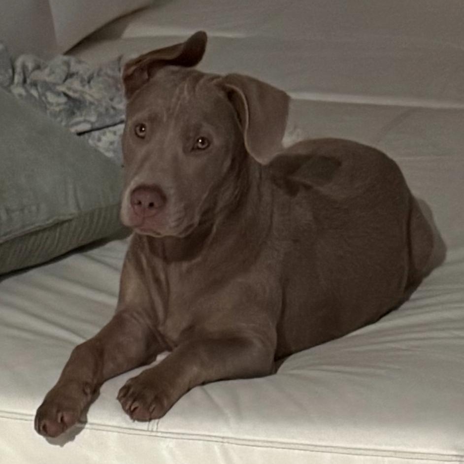Zara, ADOPTABLE, Puppy Female Labrador Retriever.