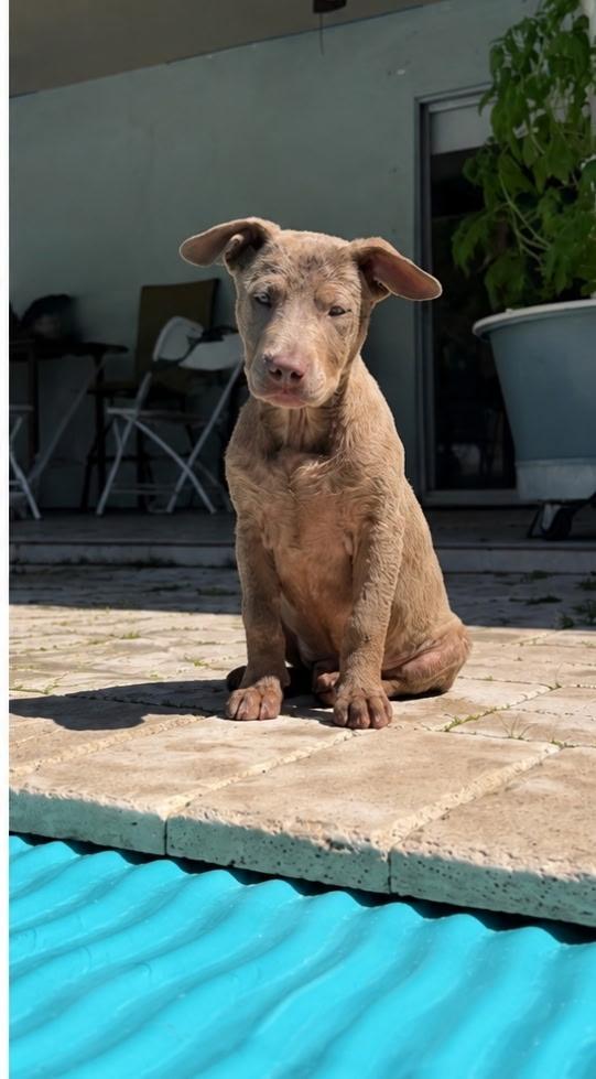 Zara, a ADOPTABLE mixed breed in Lake Worth, FL image 5/5