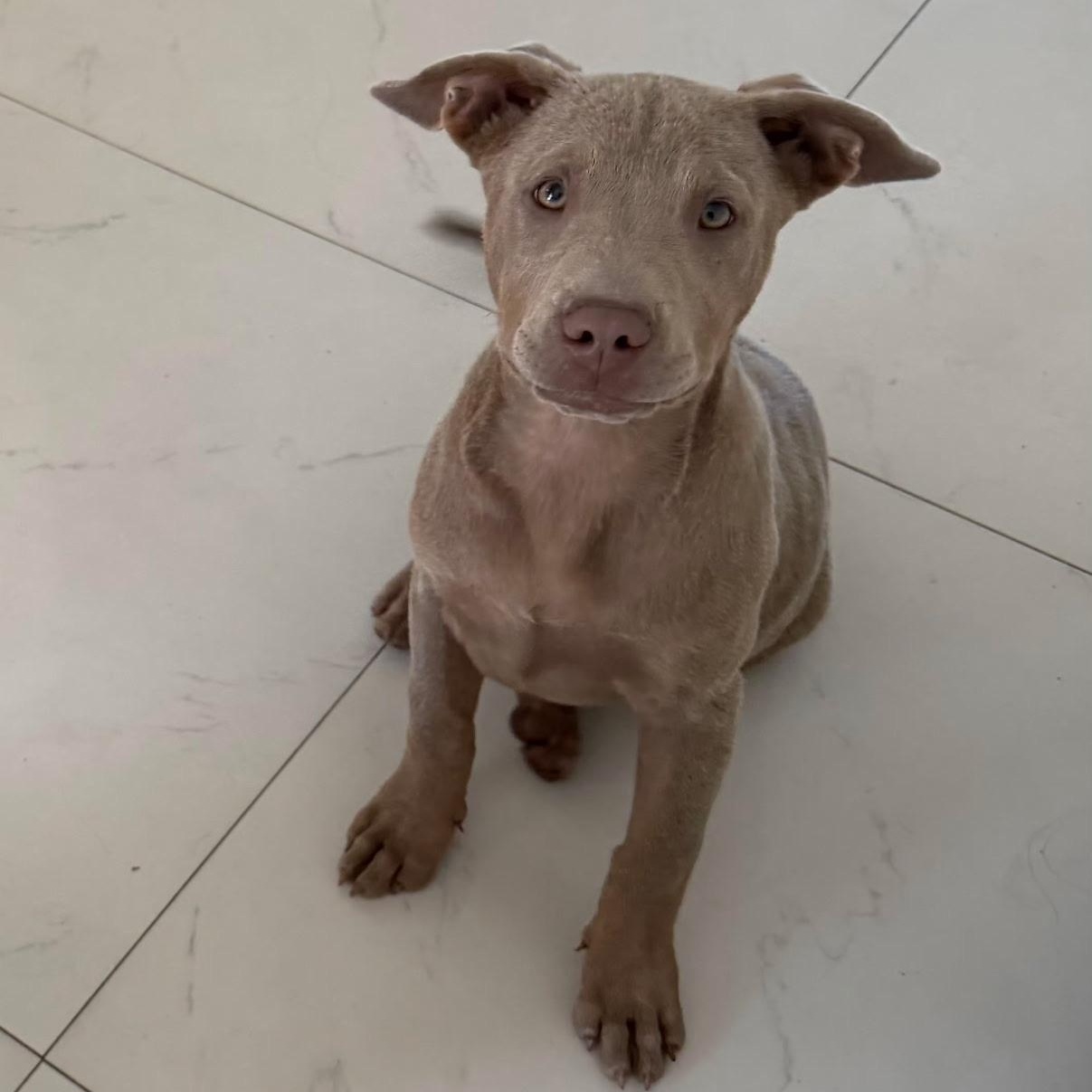 Zara, ADOPTABLE, Puppy Female Labrador Retriever.