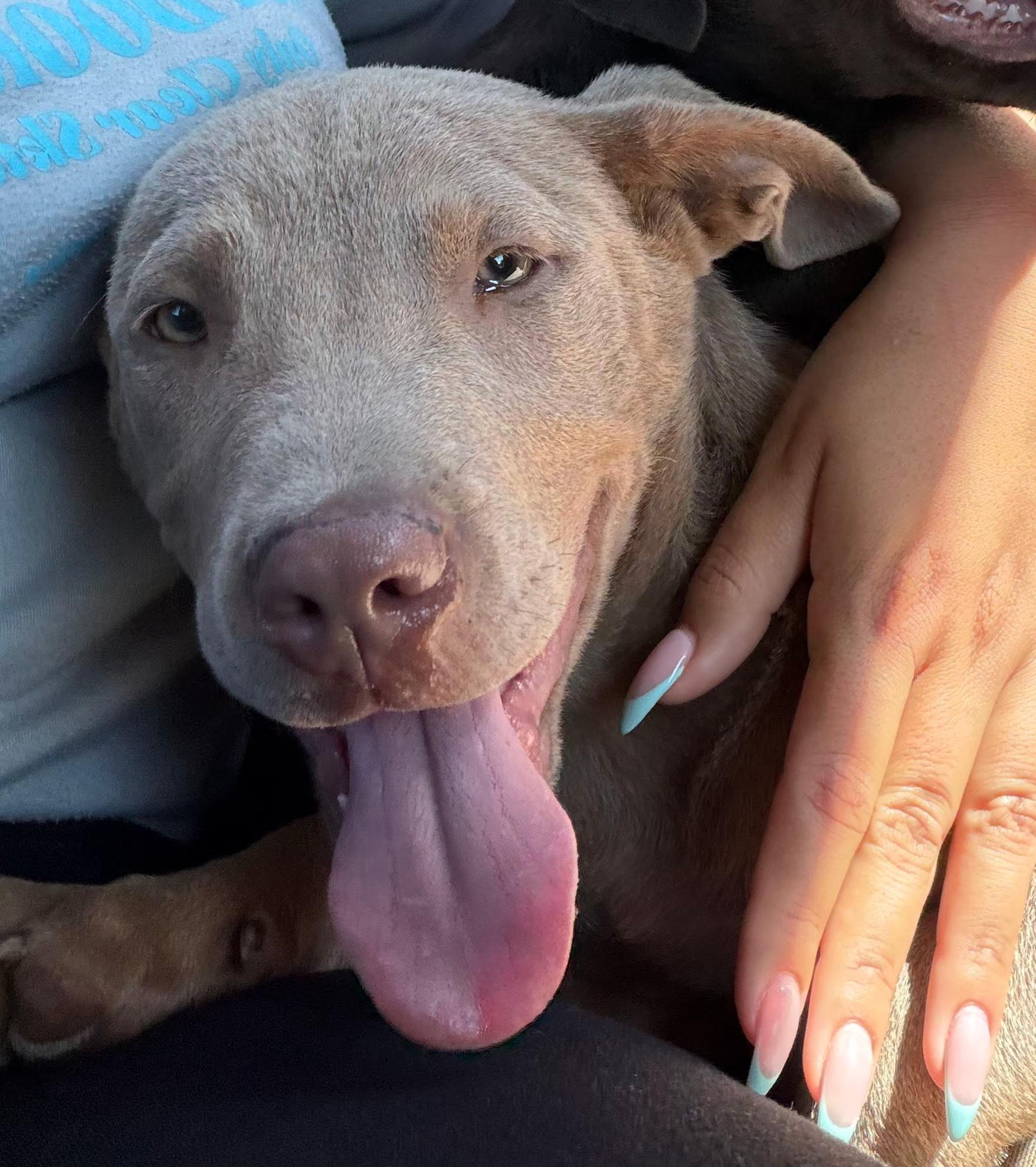 Zara, a ADOPTABLE mixed breed in Lake Worth, FL image 2/5