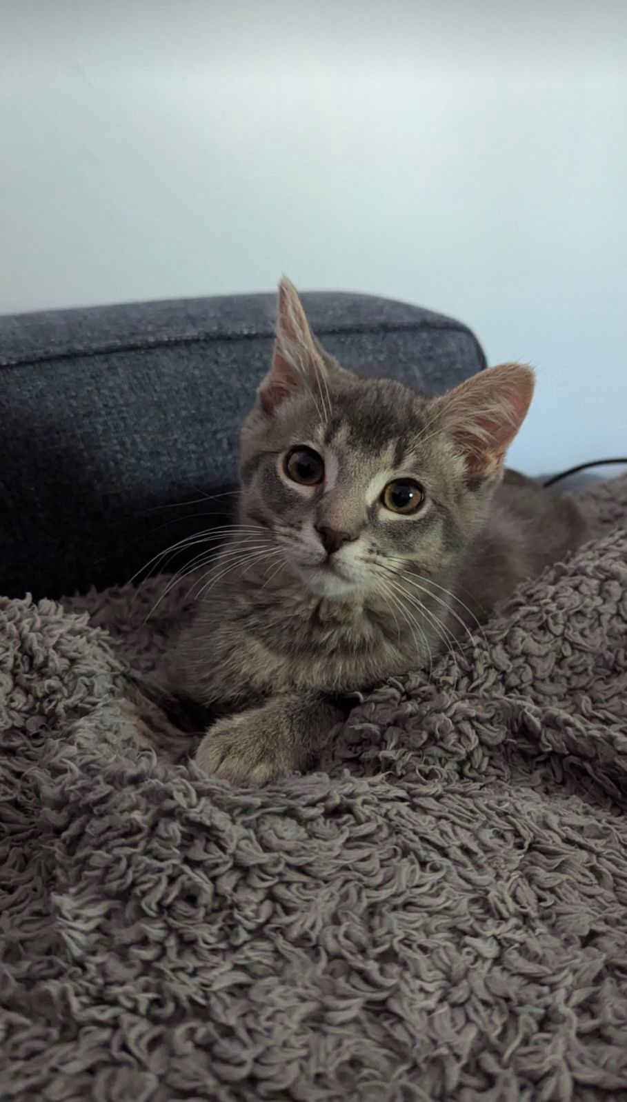 Cat for adoption Jameson, a Tabby in Wheeling, IL Petfinder