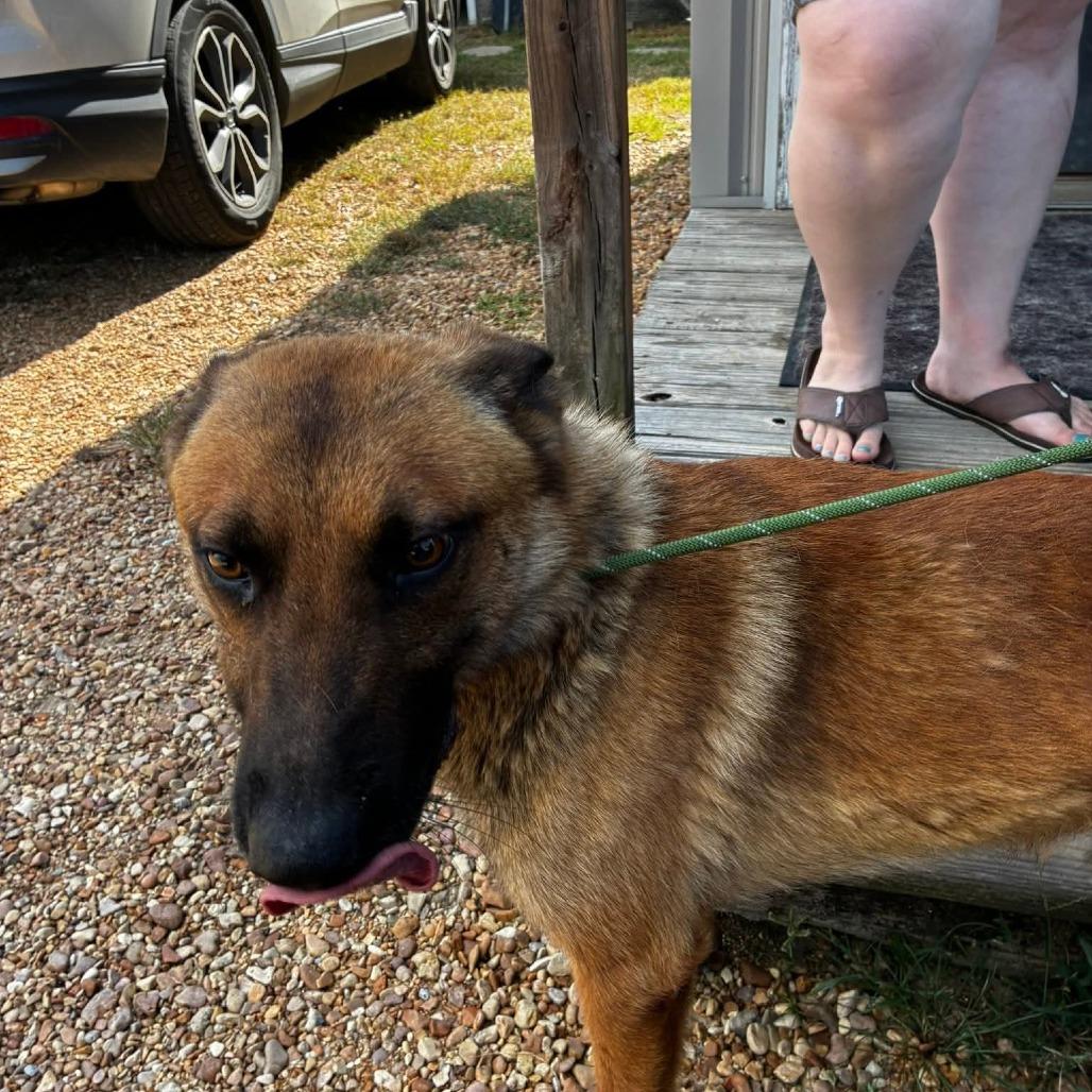 Enlarge Goose 081103, a Adoptable Belgian Shepherd / Malinois in Amory, MS image 1/2