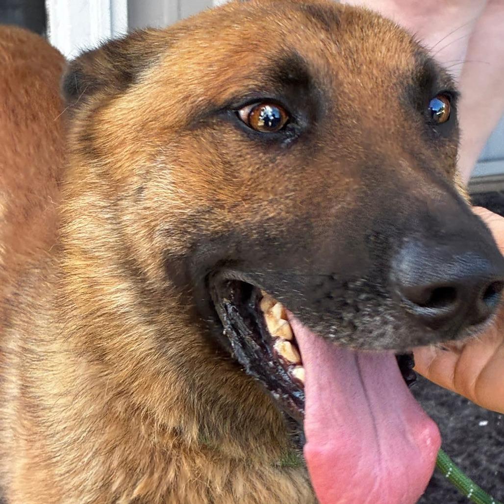 Enlarge Goose 081103, a Adoptable Belgian Shepherd / Malinois in Amory, MS image 2/2