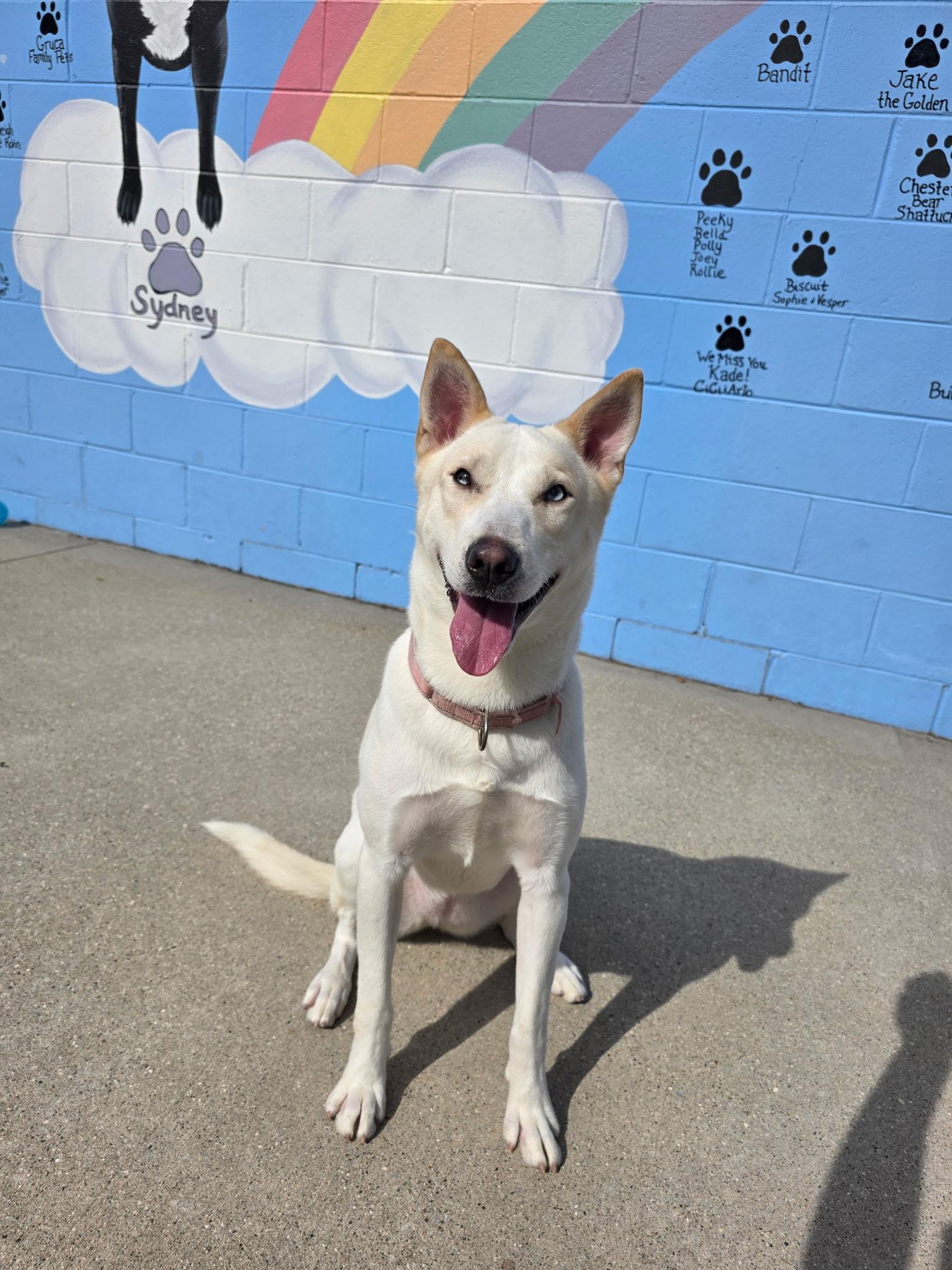 Lola, Adoptable, Adult Female Mixed Breed.