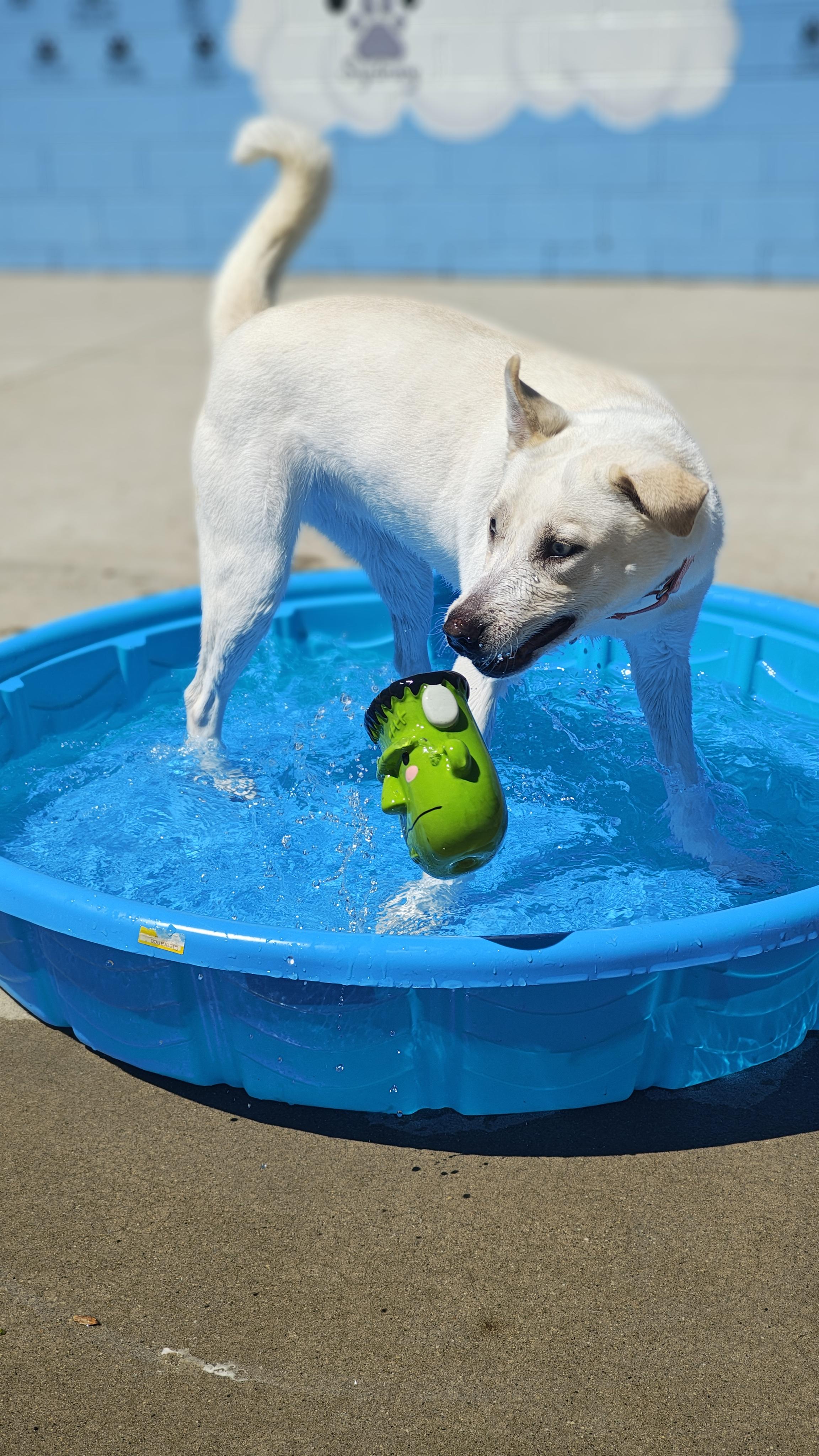 Enlarge Lola, a Adoptable Mixed Breed in Mount Pleasant, MI image 2/5