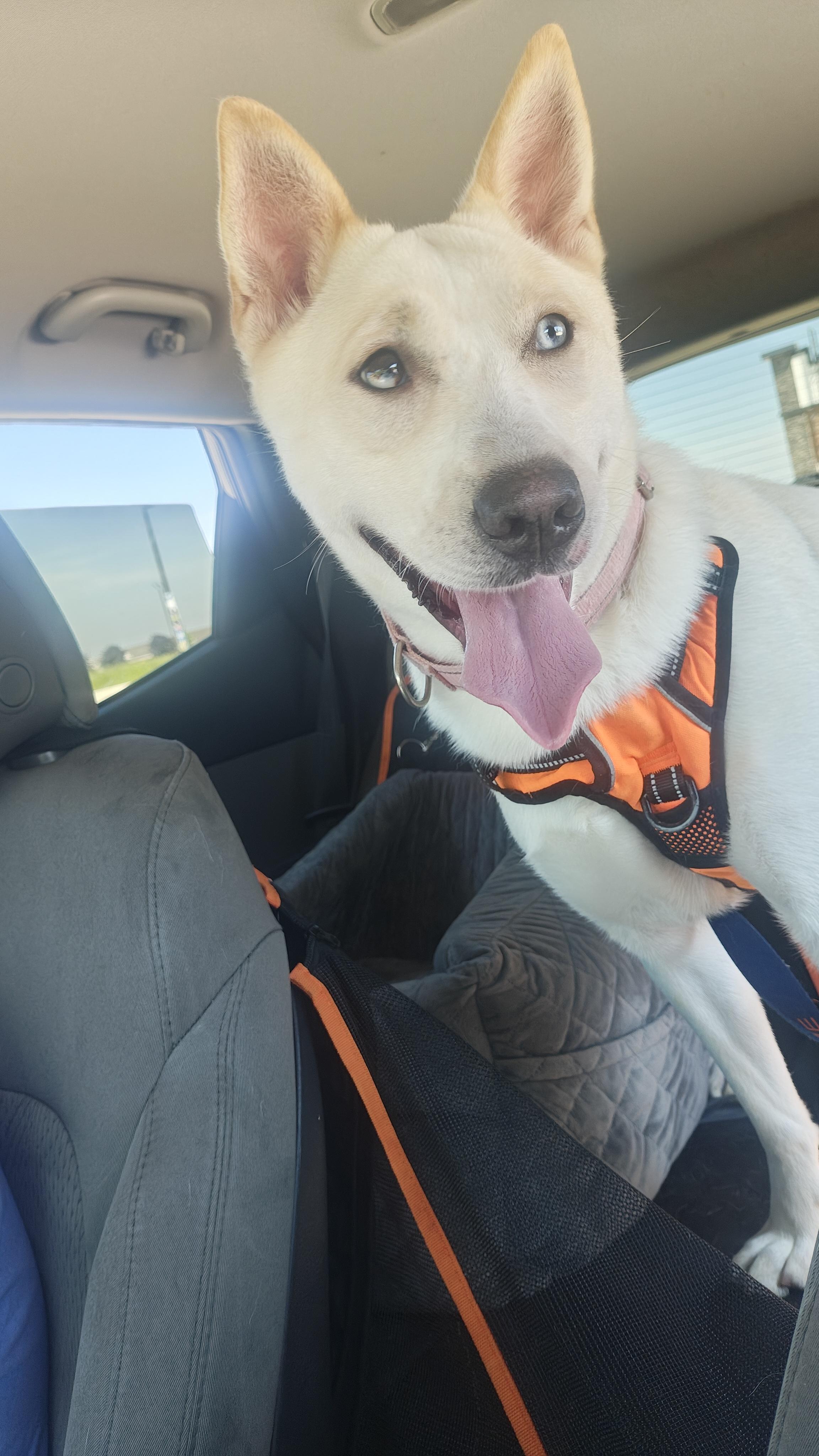 Enlarge Lola, a Adoptable Mixed Breed in Mount Pleasant, MI image 3/5
