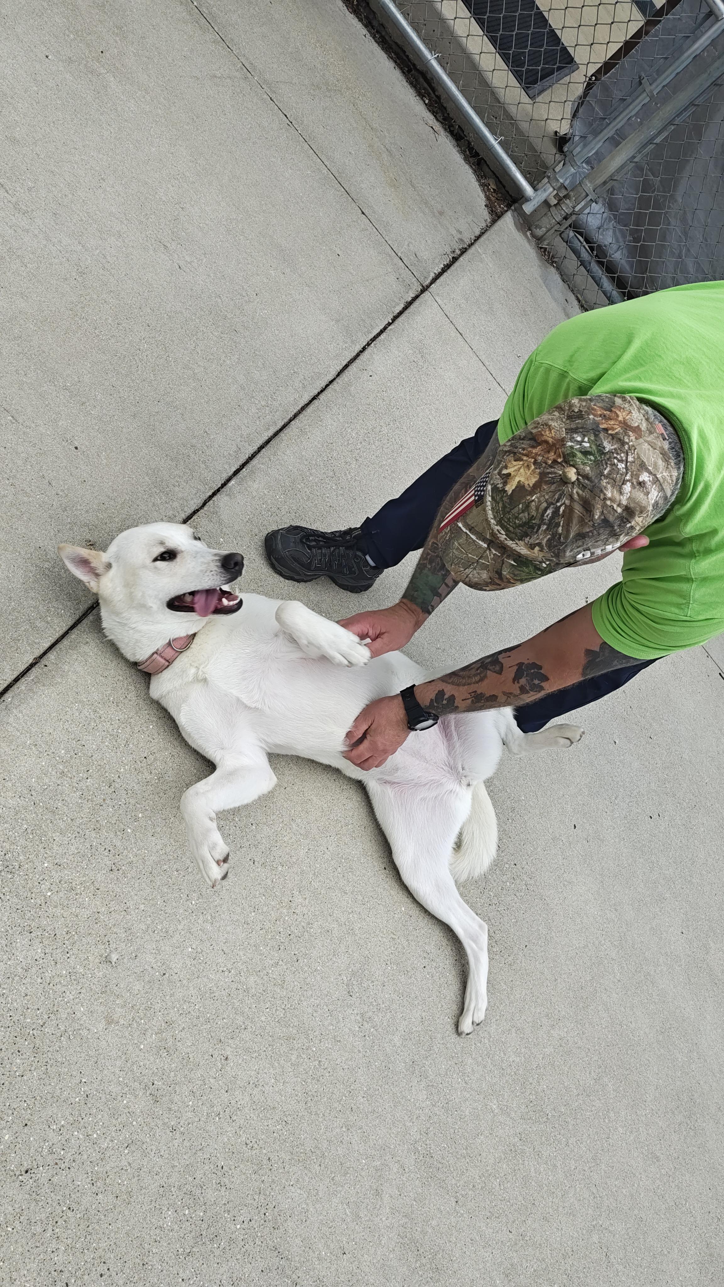 Enlarge Lola, a Adoptable Mixed Breed in Mount Pleasant, MI image 5/5