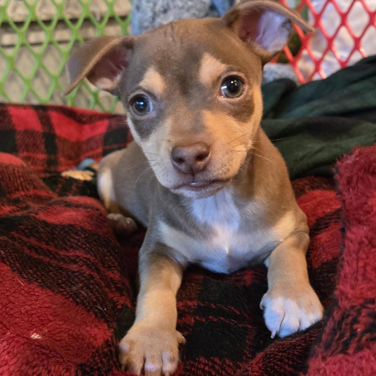 Tommy, Adoptable, Puppy Male Chihuahua & Terrier.