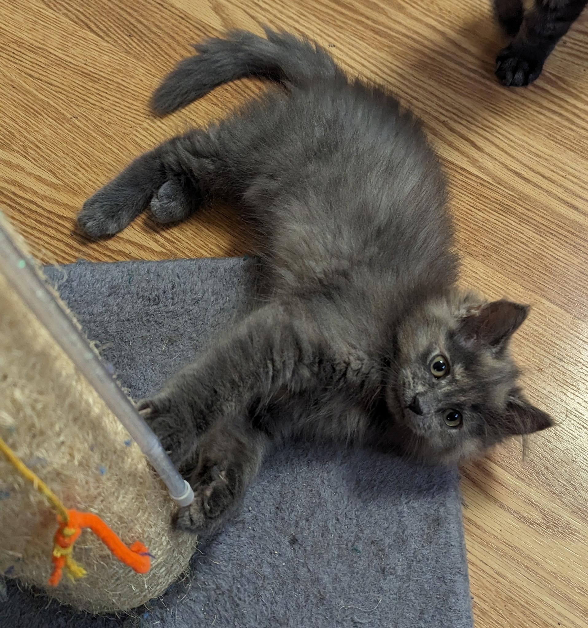 RELAY, a Adopted mixed breed in Karns City, PA image 2/5