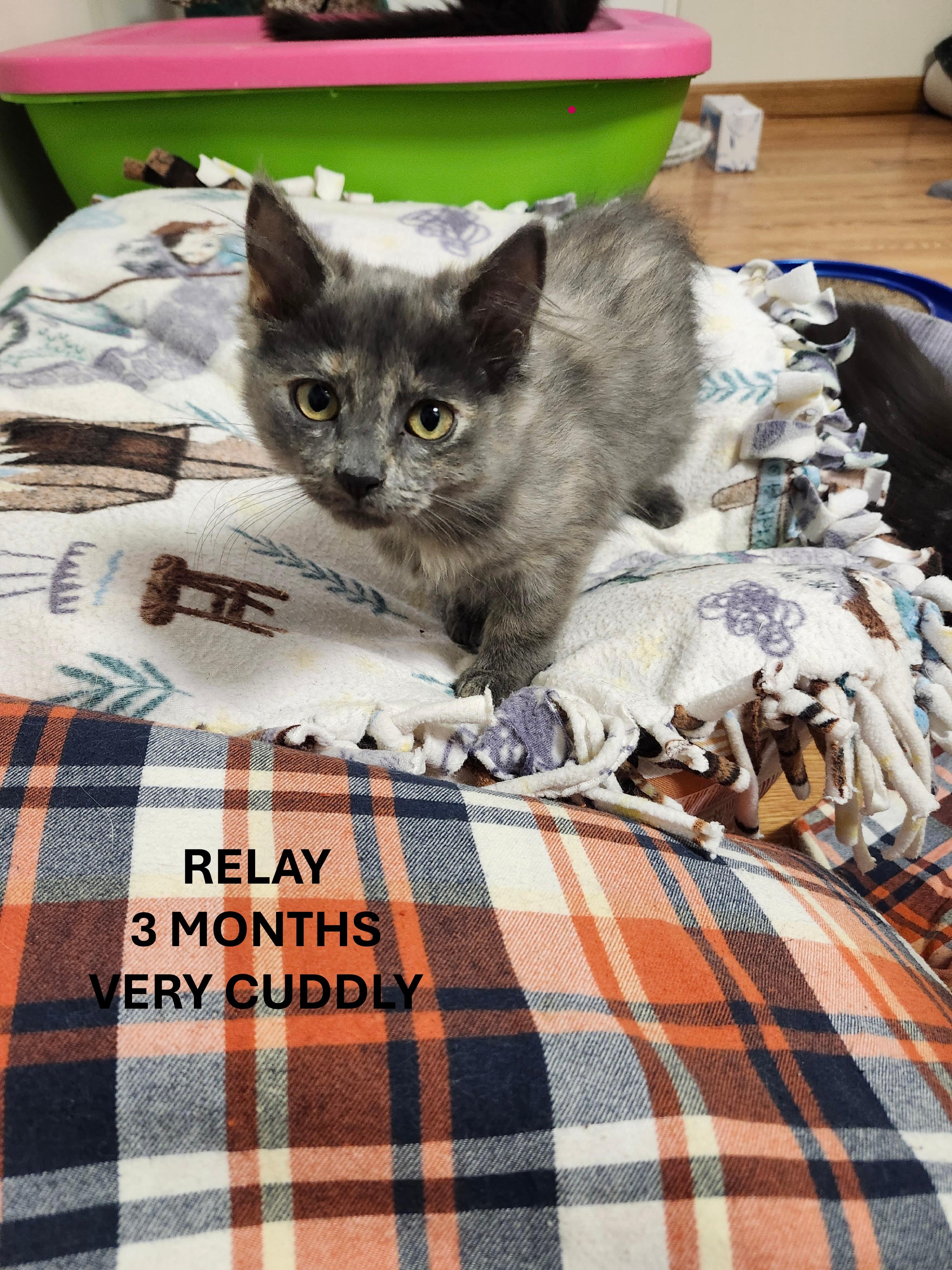 RELAY, a Adopted mixed breed in Karns City, PA image 5/5