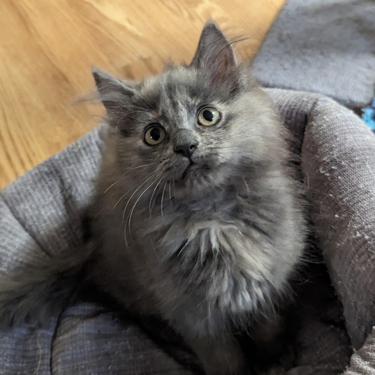 RELAY, Adopted, Young Female Domestic Medium Hair.