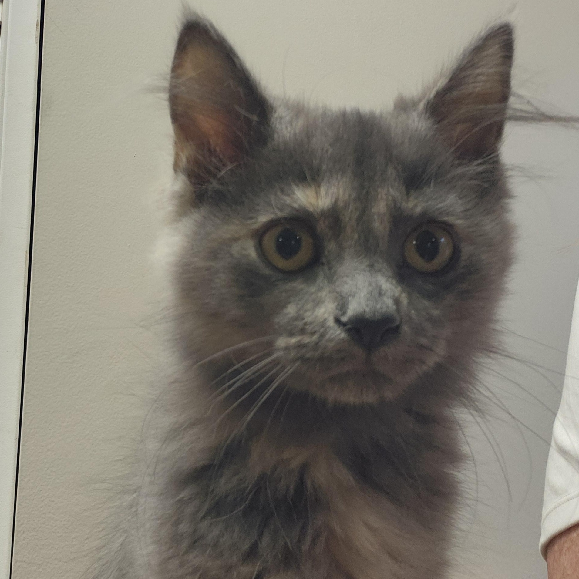 RELAY, a Adopted mixed breed in Karns City, PA image 3/5