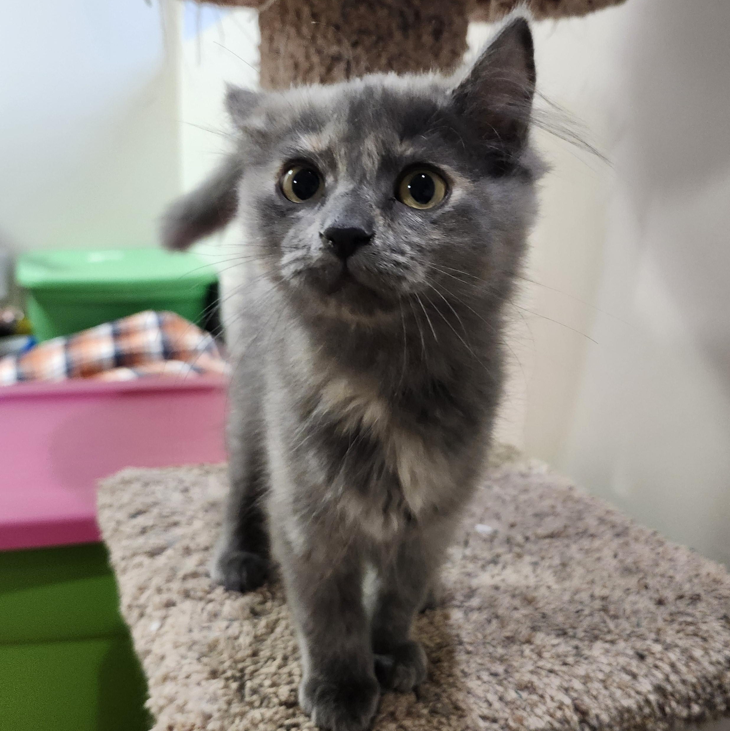 RELAY, a Adopted mixed breed in Karns City, PA image 4/5