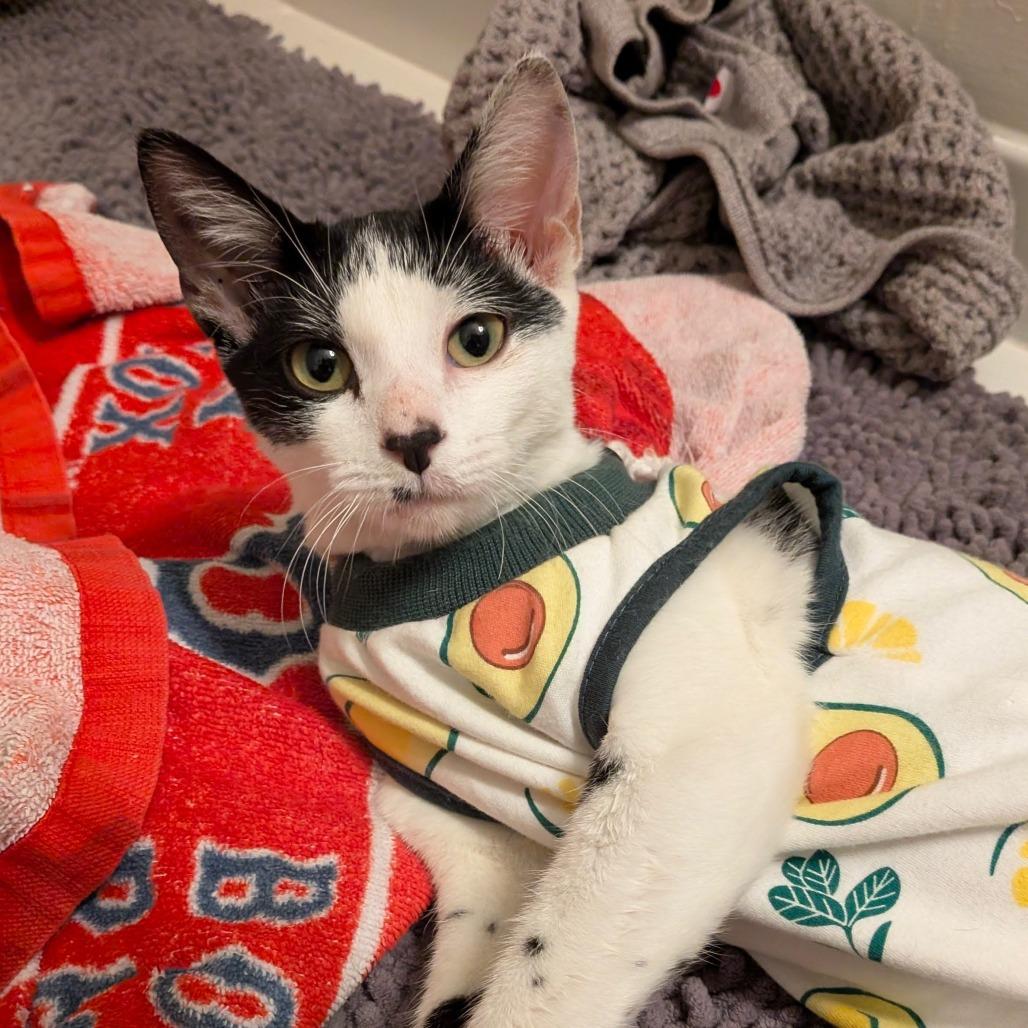 Enlarge Xena, a ADOPTABLE Domestic Short Hair in Parkland, FL image 1/2